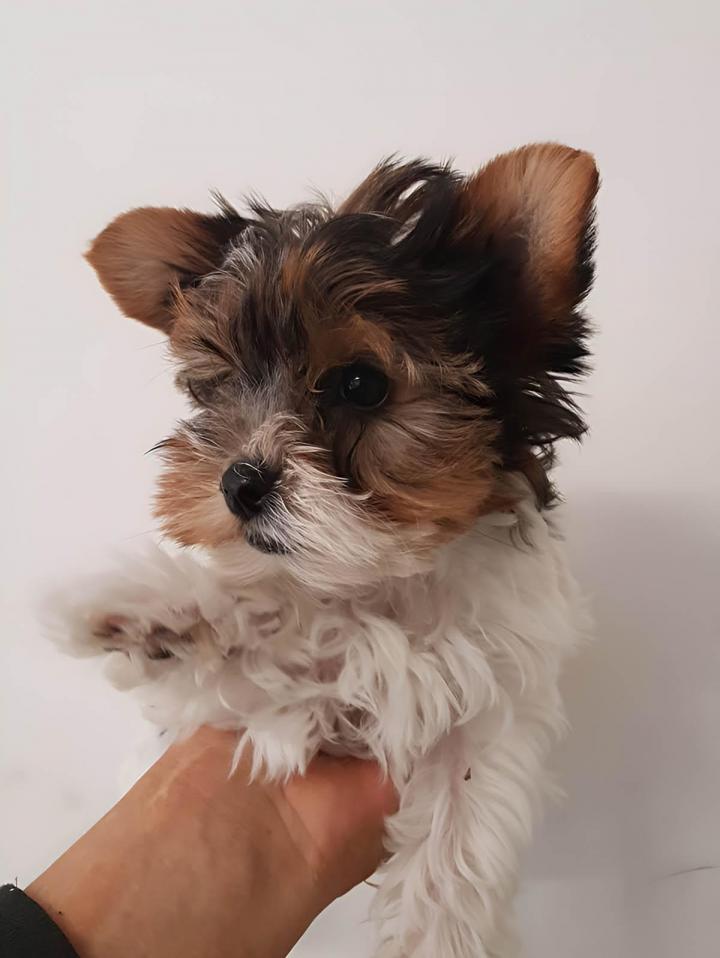 Élevage Yorkshire Biewer Var