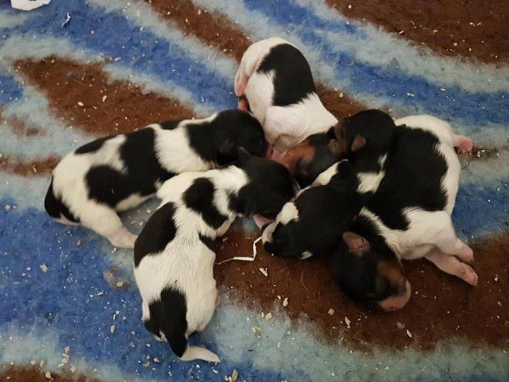 Élevage Yorkshire Biewer Var