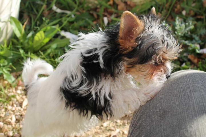 Yorkshire Biewer Breeding Var