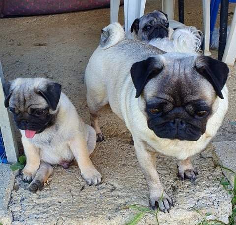 108159432 326901068330339 1864092440154725108 n