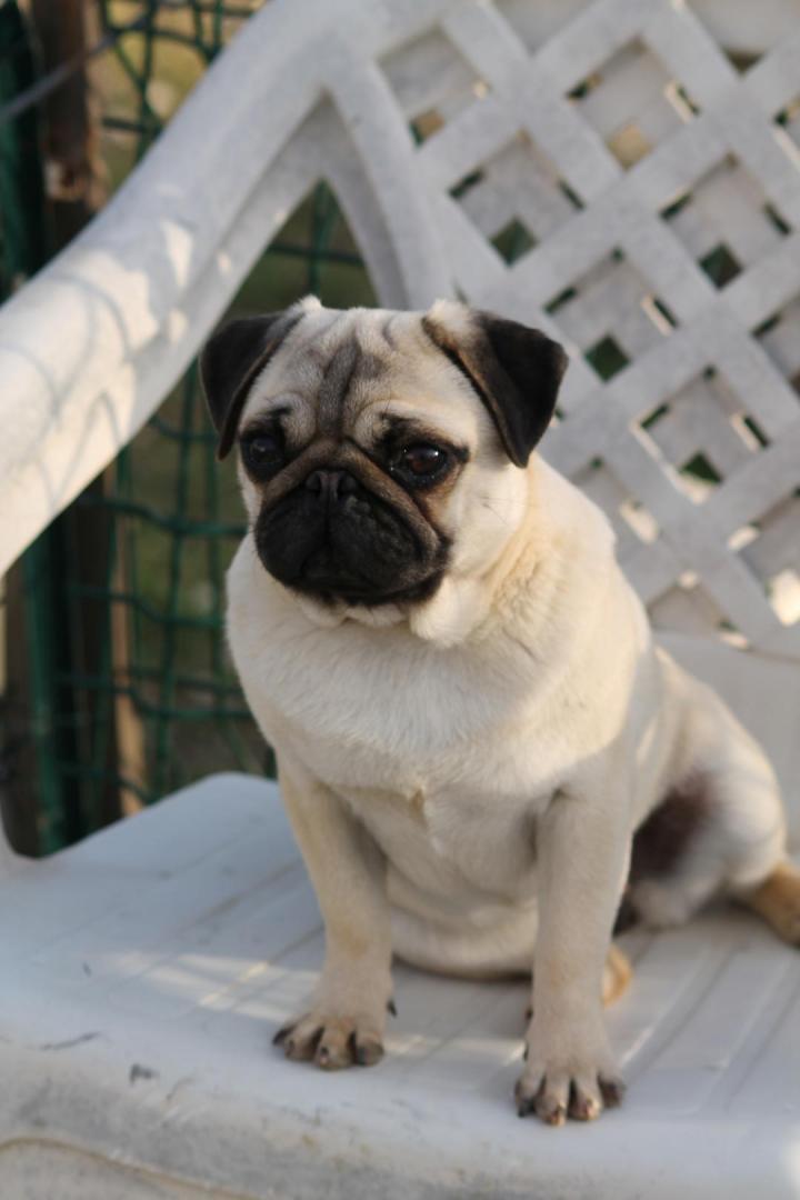 Élevage Carlins Occitanie