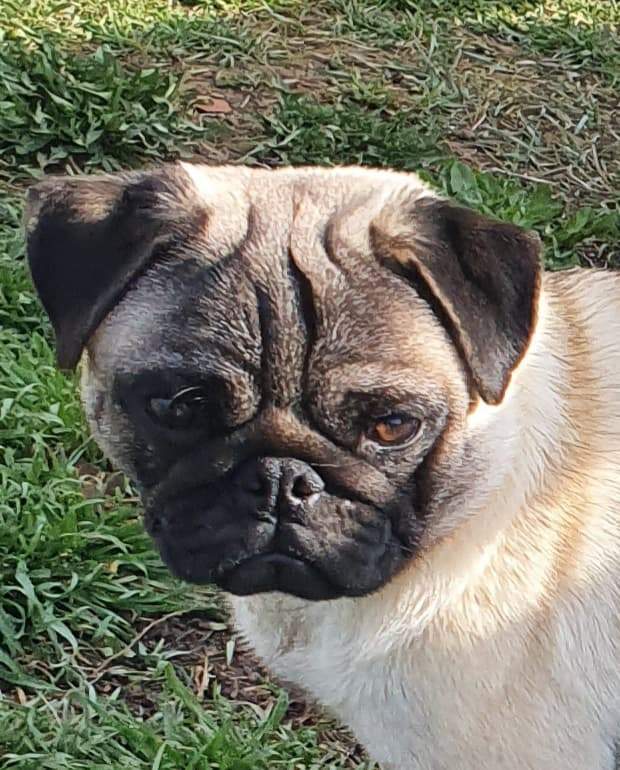 157545306 1835918793222117 7919700404374384456 n