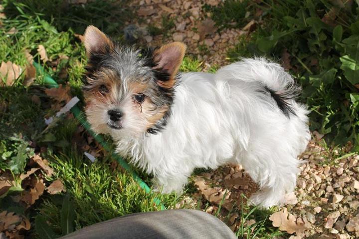 Élevage Yorkshire Biewer PACA