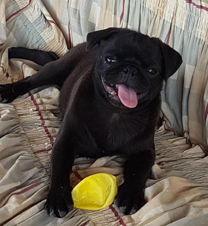 Élevage Carlins PACA