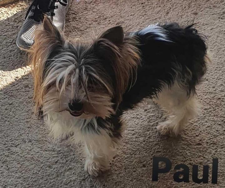 Yorkshire Biewer Breeding Occitanie