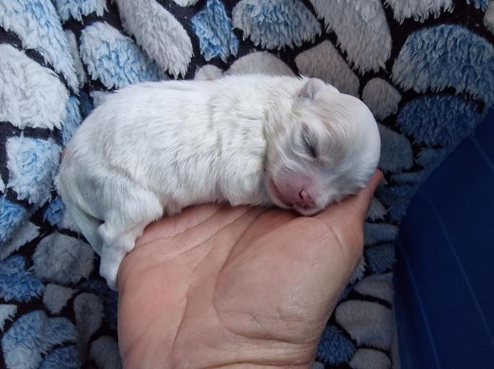 Maltese Bichon Breeding Var