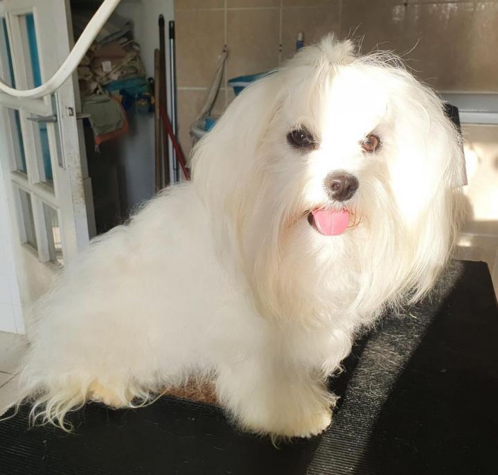 Maltese Bichon Breeding PACA