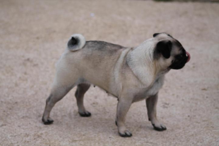 Élevage Carlins Var