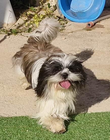 Shih Tzu Breeding Occitanie