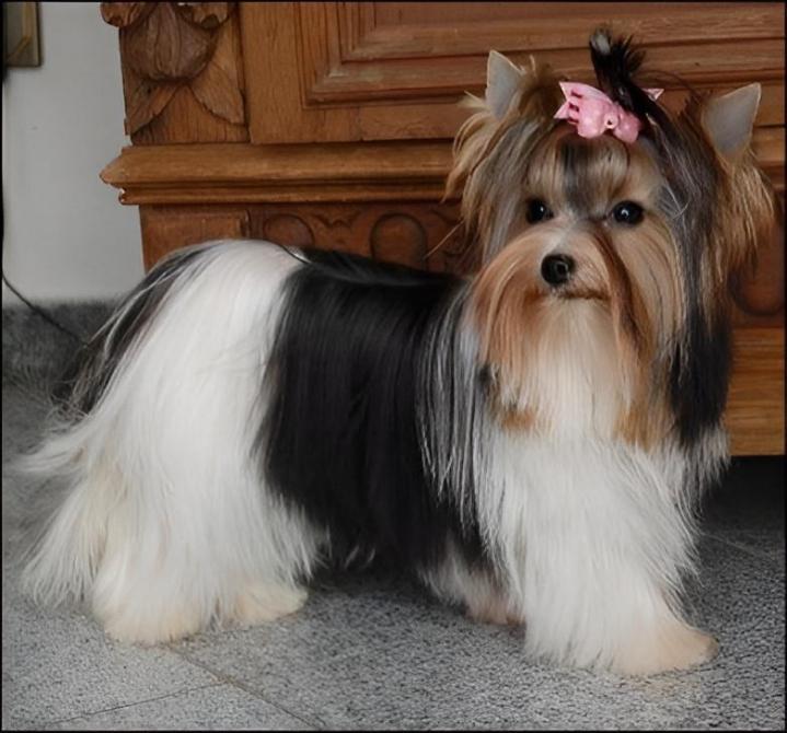 Élevage Yorkshire Biewer Var