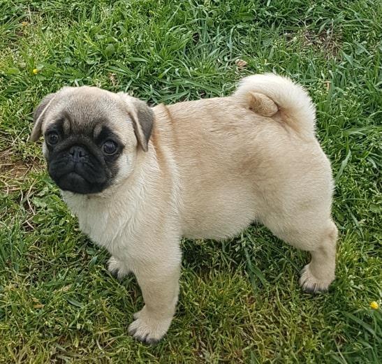 Élevage Carlins Var