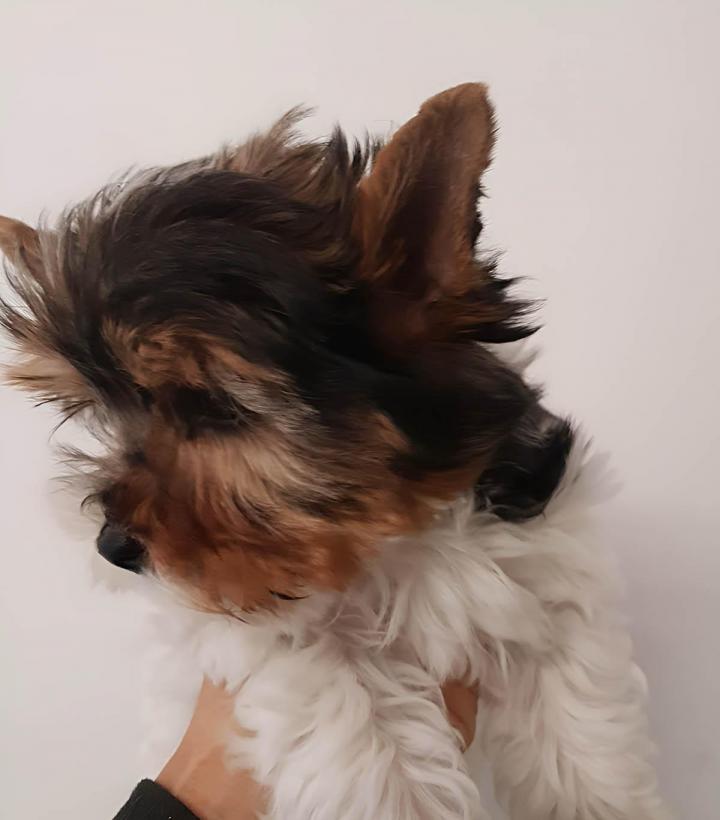 Élevage Yorkshire Biewer PACA