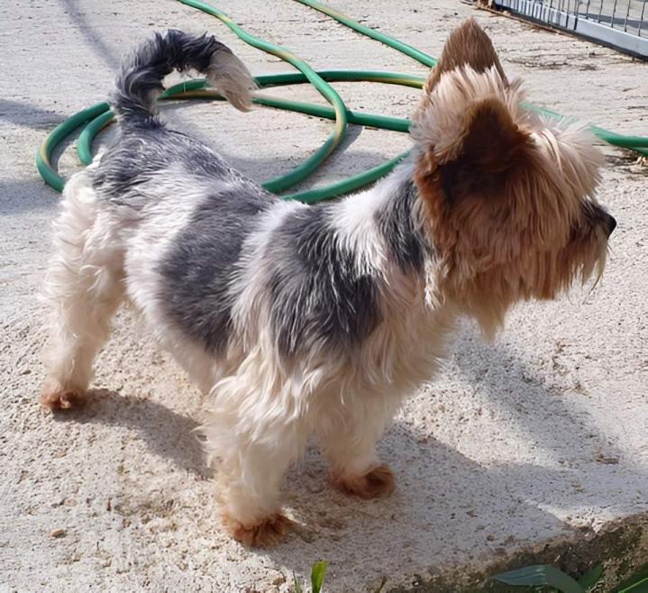 Élevage Yorkshire Biewer PACA