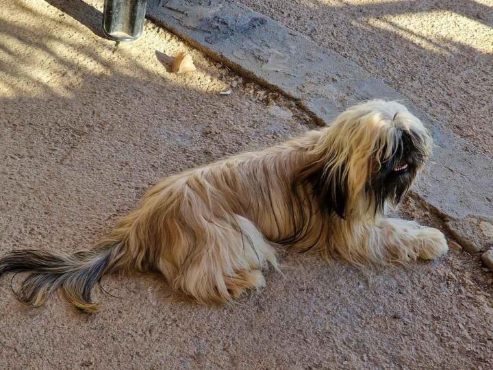 Shih Tzu Breeding Occitanie