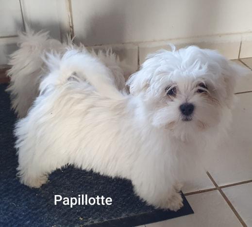 Maltese Bichon Breeding PACA