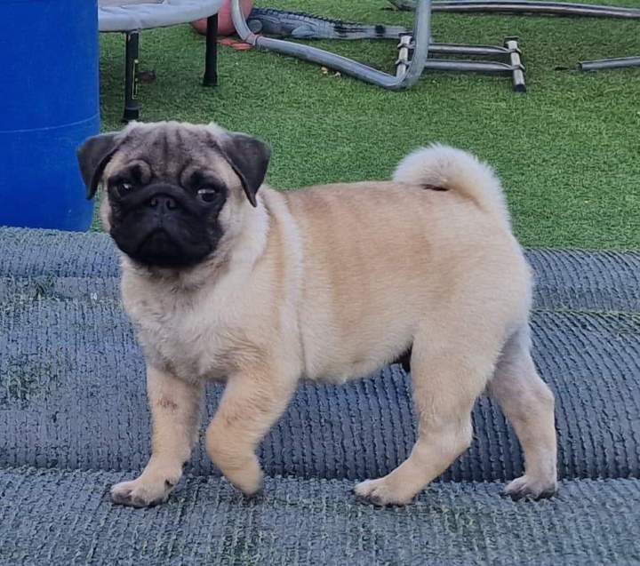 Petit chien affectueux et sociable.