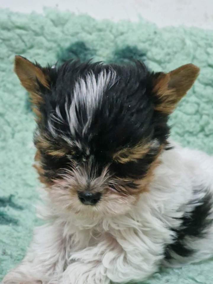 336803588 198910189502253 3118856476837088295 n