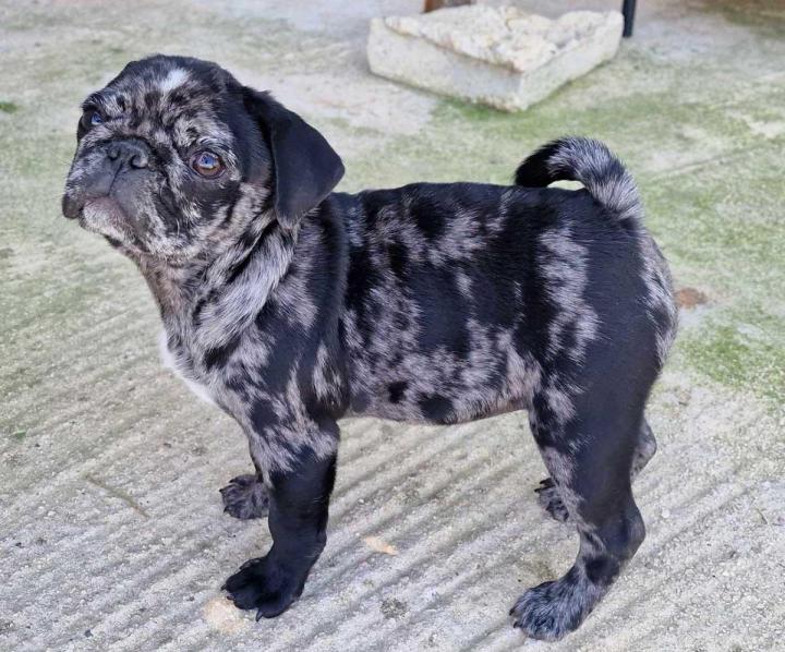 Farming Carlins PACA