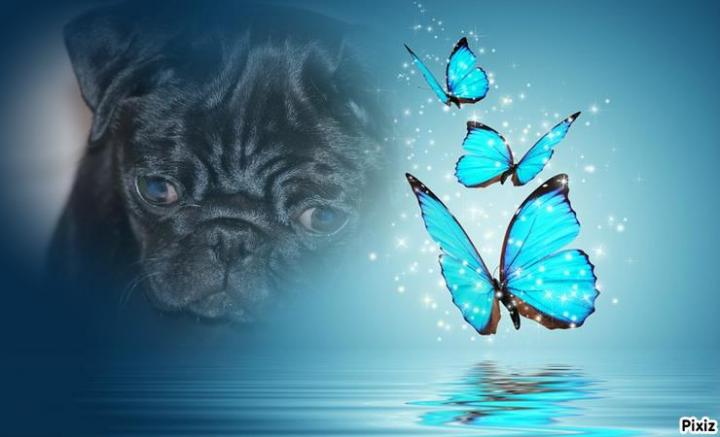 Élevage Carlins PACA