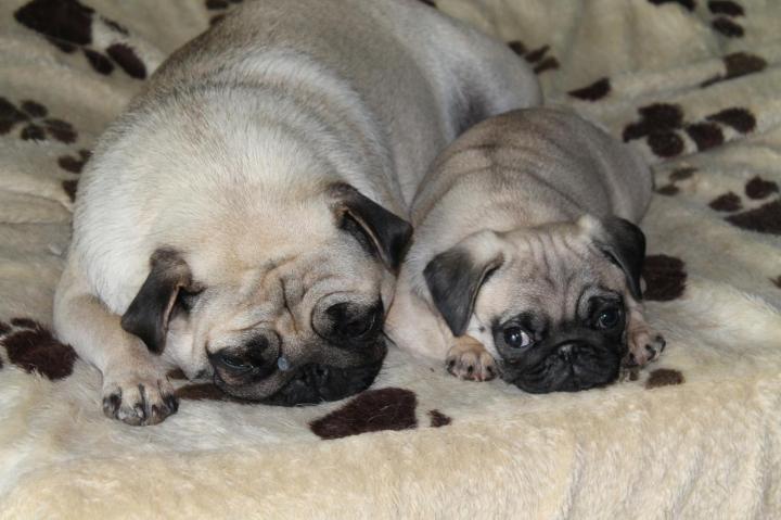Élevage Carlins Occitanie