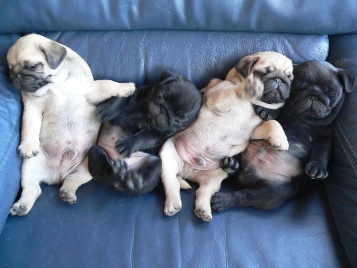 Élevage Carlins Occitanie