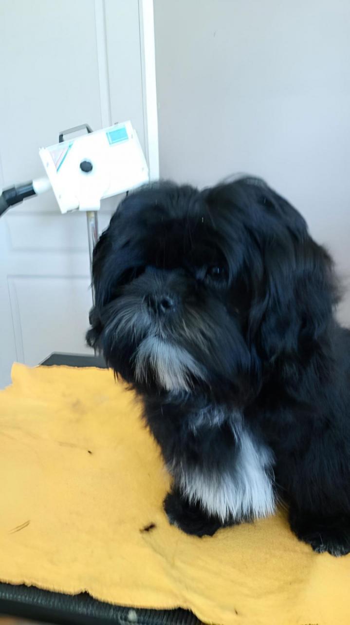 Shih Tzu Breeding Occitanie