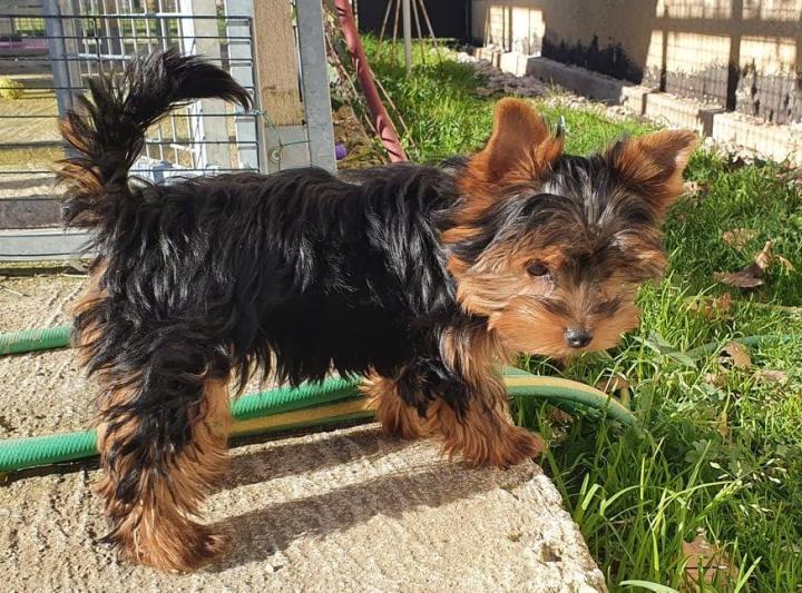 Élevage Yorkshire Var