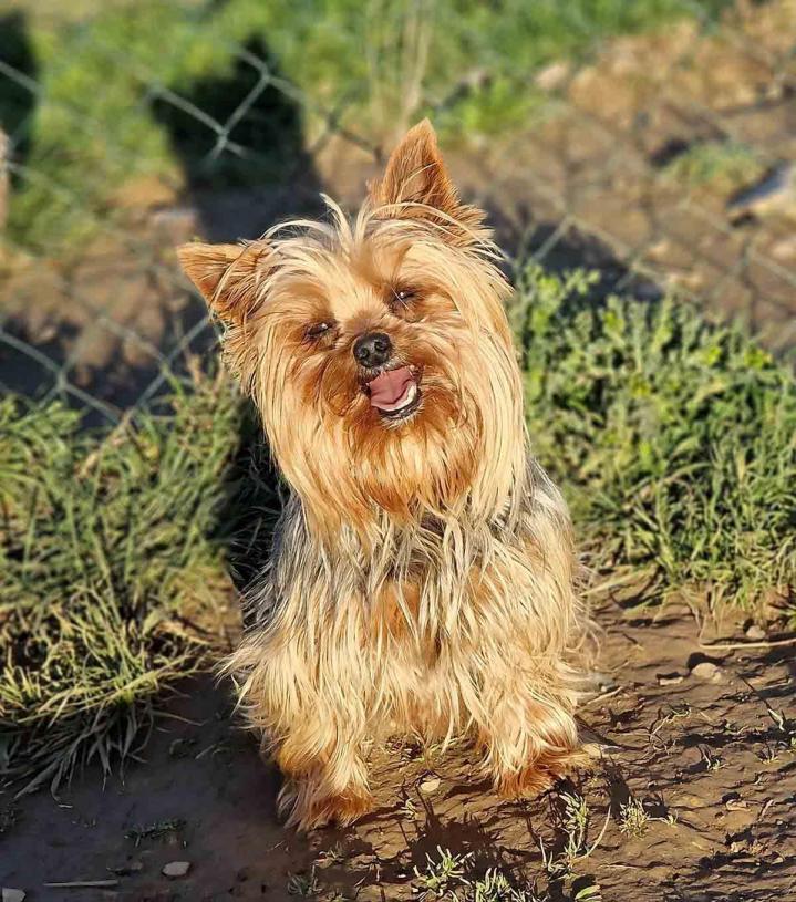 Élevage Yorkshire Biewer PACA