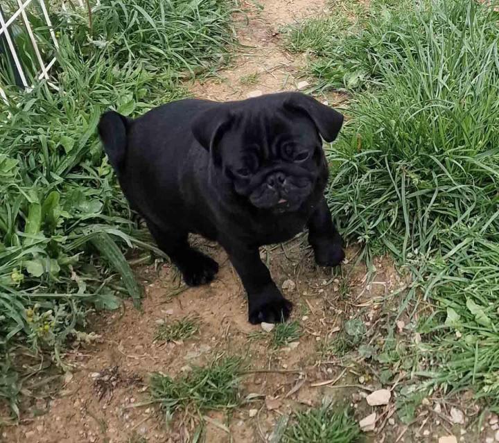 Élevage Carlins Occitanie