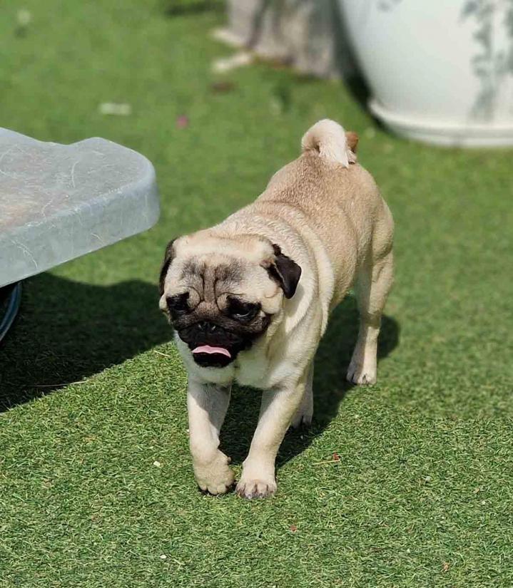 Élevage Carlins Occitanie