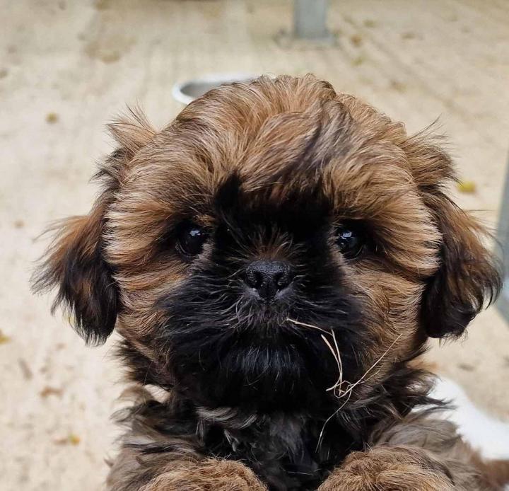 Élevage Bichons Maltais PACA