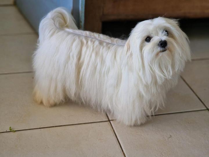 Élevage Bichons Maltais Occitanie