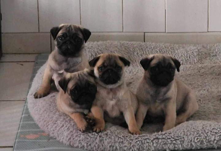 462641178 1089534066293464 3835936860237360203 n