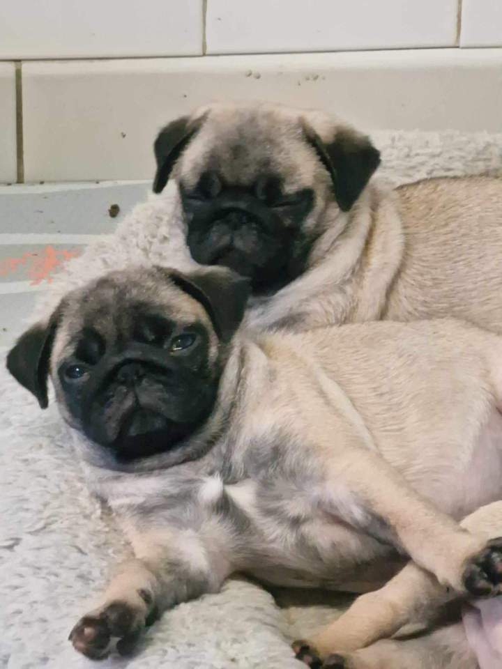 465049577 996954298928137 4729524803523805523 n