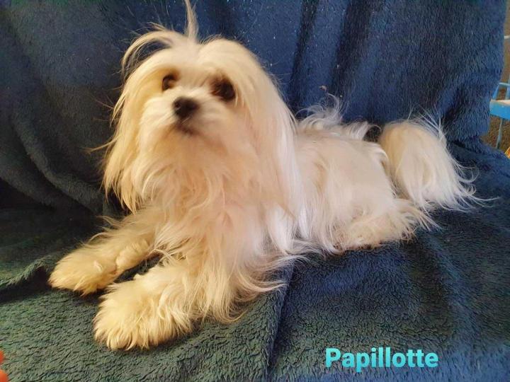 Maltese Bichon Breeding PACA