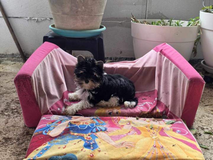 482387752 983469756589733 3865931367541577172 n