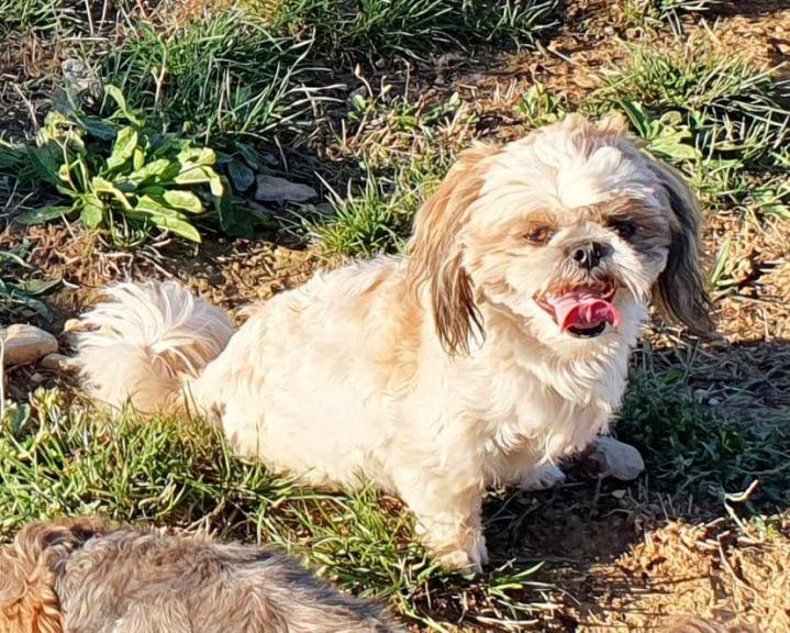 Shih Tzu Breeding Occitanie