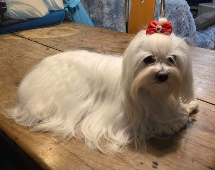 Élevage Bichons Maltais Occitanie