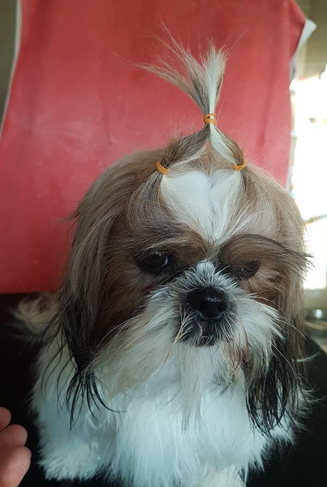 Shih Tzu Breeding Var