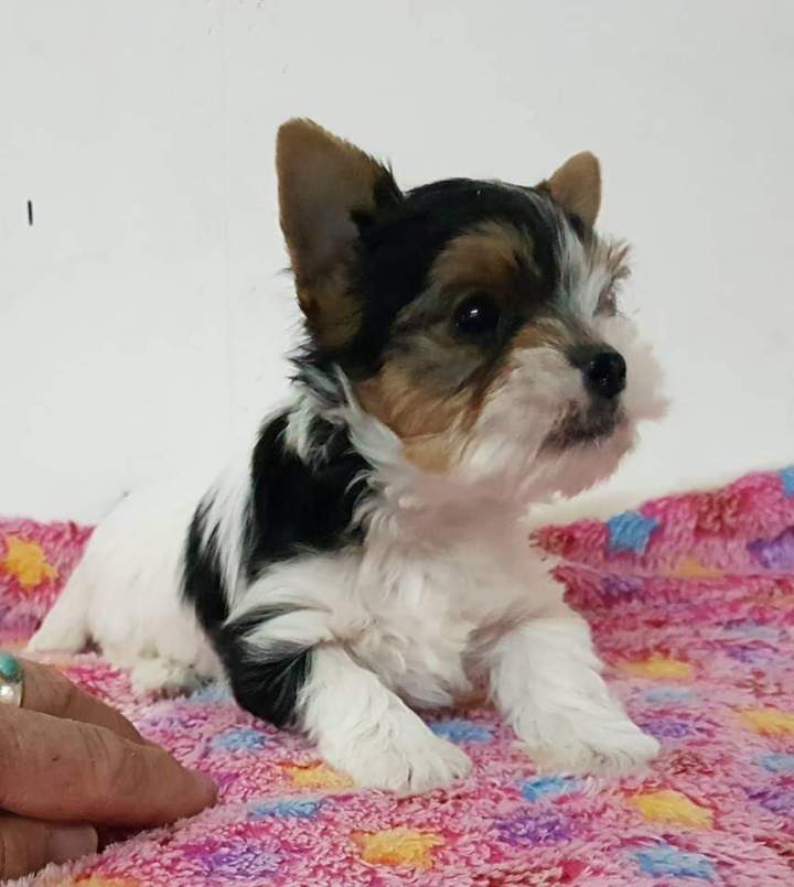 50501253 634098193672663 8663195468370542592 n