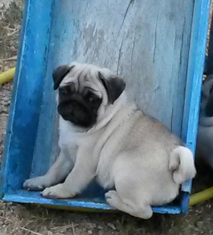 Élevage Carlins Var