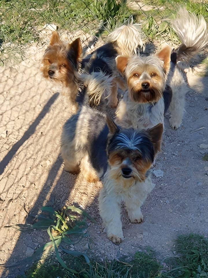 Élevage Yorkshire Biewer Occitanie