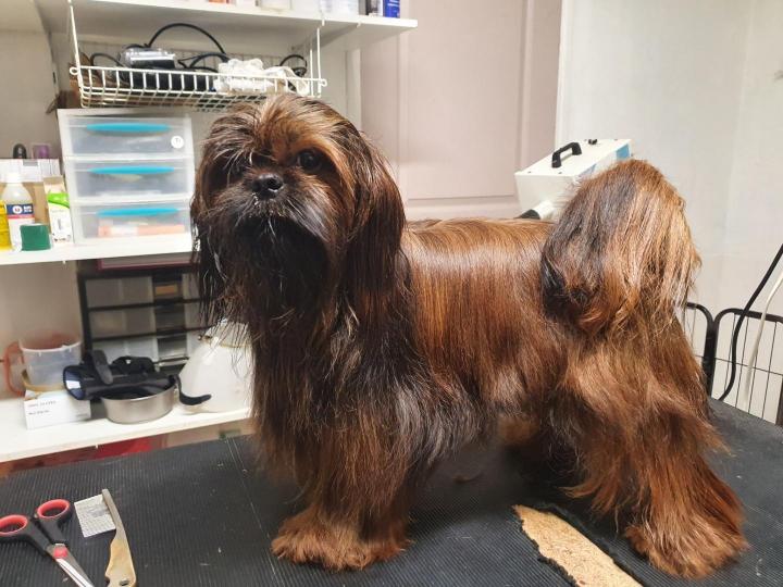 Shih Tzu Breeding Occitanie