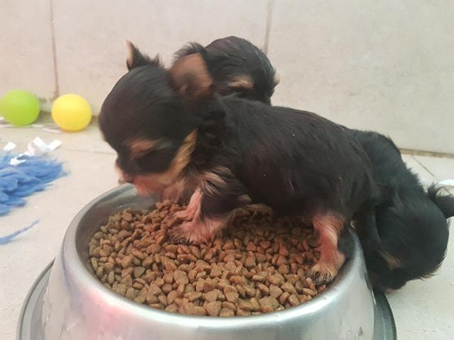 Yorkshire Breeding PACA