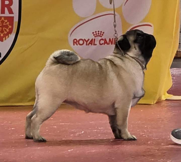 Élevage Carlins PACA