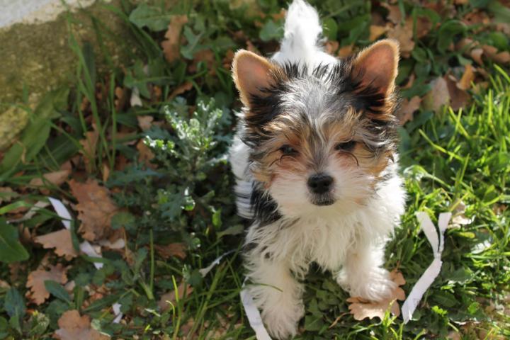 Élevage Yorkshire Biewer Occitanie