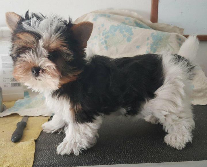 Élevage Yorkshire Biewer Occitanie