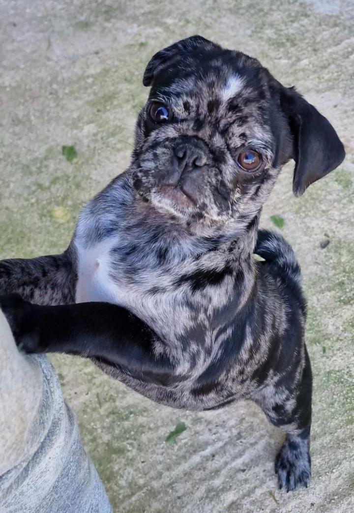 Farming Carlins PACA