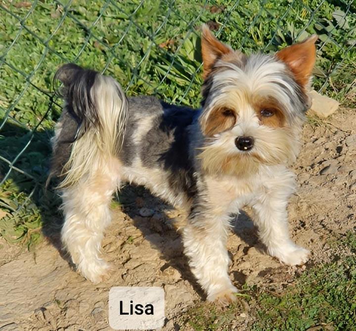 Élevage Yorkshire Biewer PACA