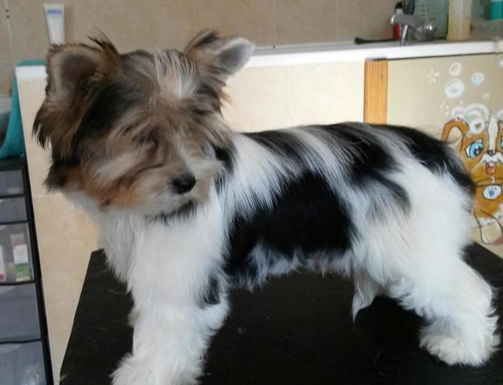 Élevage Yorkshire Biewer PACA